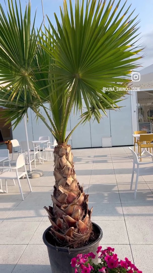 Luna Świnoujście Caffè and Resto · Zdjęcia 17